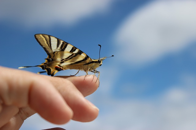 mindfulness butterly_reduce anxiety and stress naturally