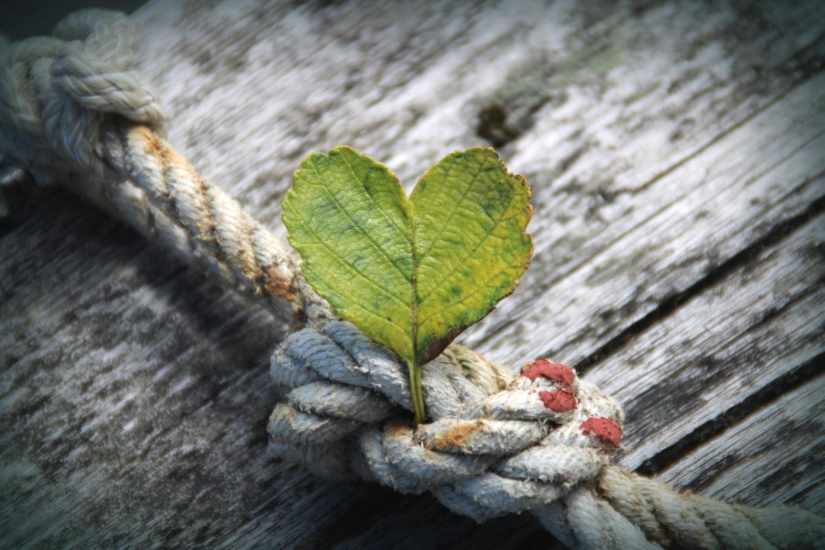 A thriving leave wrapped in old rope representing gratitude even in harsh life.